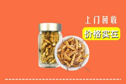 厦门市海沧回收散虫草